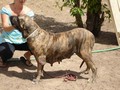 In Memorian - Fila Brasileiro Tigrado - Canil Singular - Manhoza